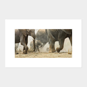 
                  
                    Load image into Gallery viewer, Amboseli Crossing
                  
                
