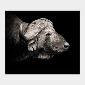 
                  
                    Load image into Gallery viewer, African Buffalo Profile
                  
                