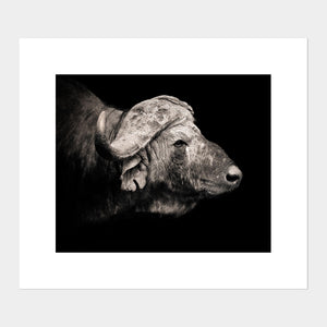
                  
                    Load image into Gallery viewer, African Buffalo Profile
                  
                