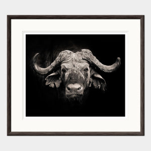 
                  
                    Load image into Gallery viewer, African Buffalo Portrait
                  
                