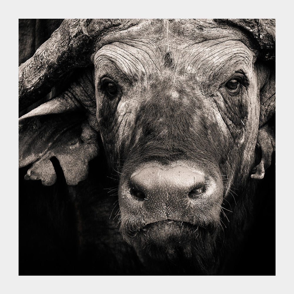 
                  
                    Load image into Gallery viewer, African Buffalo Portrait
                  
                
