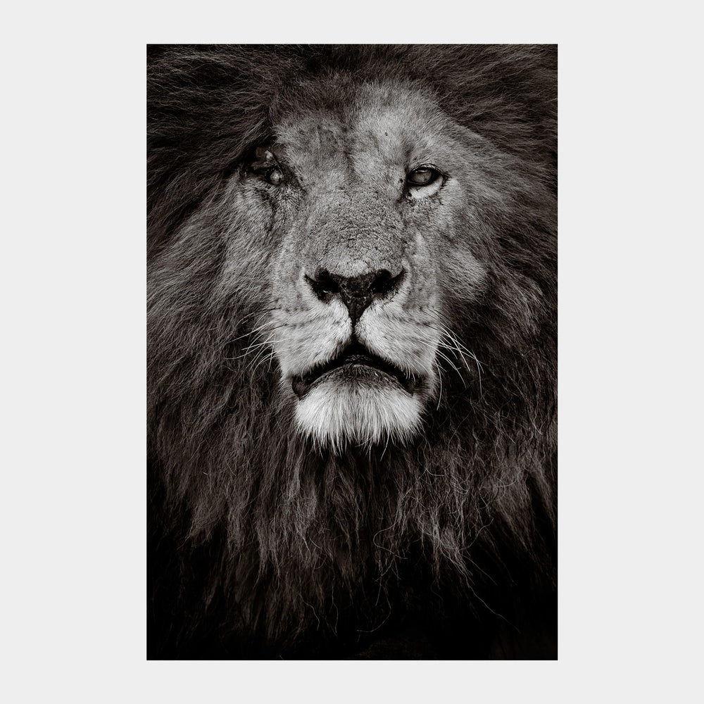 
                  
                    Load image into Gallery viewer, Scar (b&amp;amp;w)
                  
                