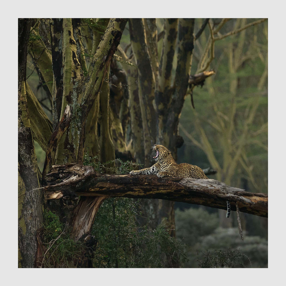 
                  
                    Load image into Gallery viewer, The Enchanted Woodland
                  
                